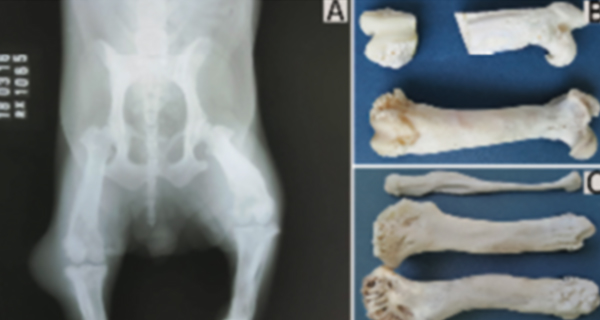 Osteopatia hipertrófica secundária a osteossarcoma condroblástico extraesquelético em um cão